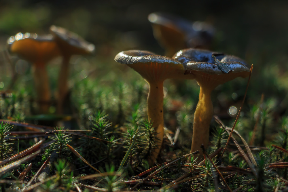 Фотографія Повільний танок осінніх грибів / Петро Гладкевич / photographers.ua