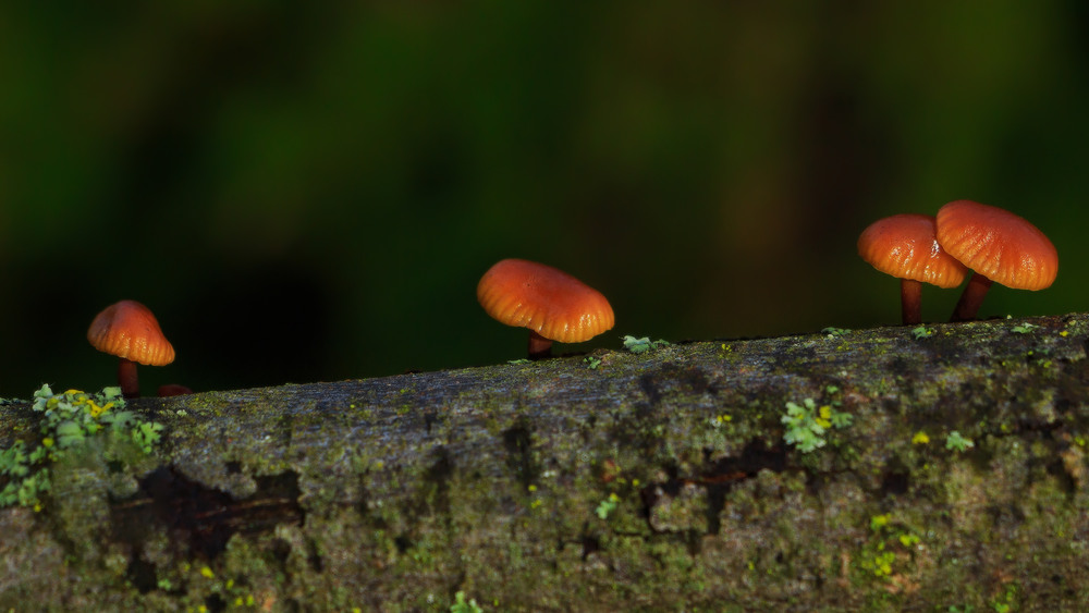 Фотографія Про зимові опеньки / Петро Гладкевич / photographers.ua