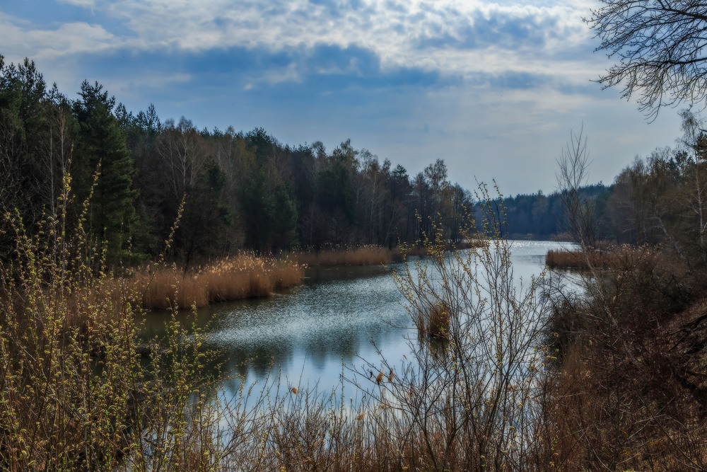 Фотографія Весна лісового озера ч.3 / Петро Гладкевич / photographers.ua