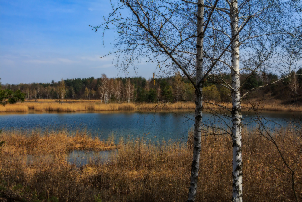 Фотографія Весна лісового озера ч.8 / Петро Гладкевич / photographers.ua