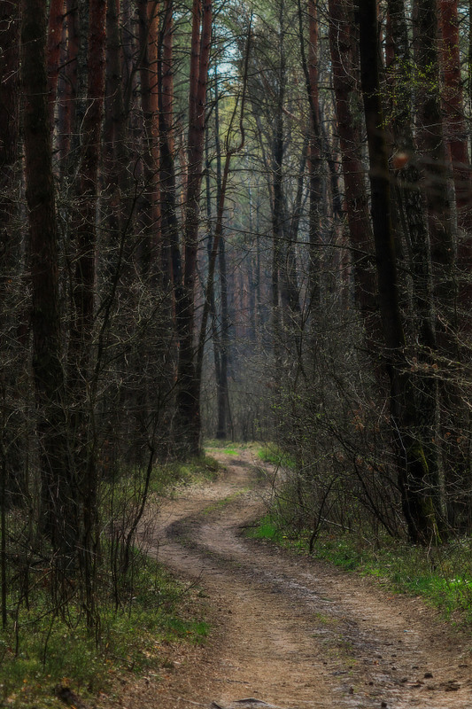 Фотографія ПОХМУРА ВЕСНА. Петляє лісова дорога... / Петро Гладкевич / photographers.ua