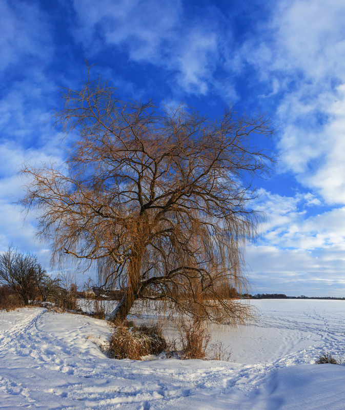 Фотографія Був зимовий вечір. Про вербу / Петро Гладкевич / photographers.ua