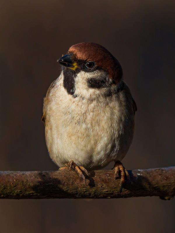Фотографія Допитливий горобець / Петро Гладкевич / photographers.ua
