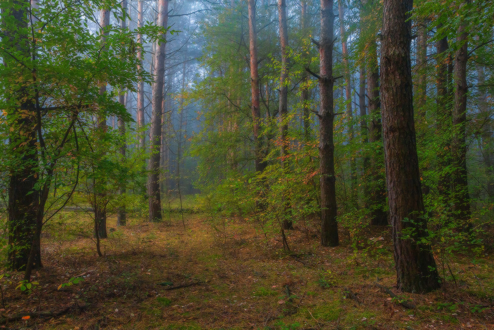 Фотографія Туман у ранковому лісі ч.7 / Петро Гладкевич / photographers.ua
