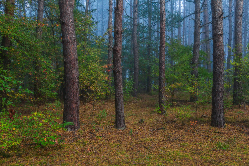 Фотографія Туман у ранковому лісі ч.8 / Петро Гладкевич / photographers.ua