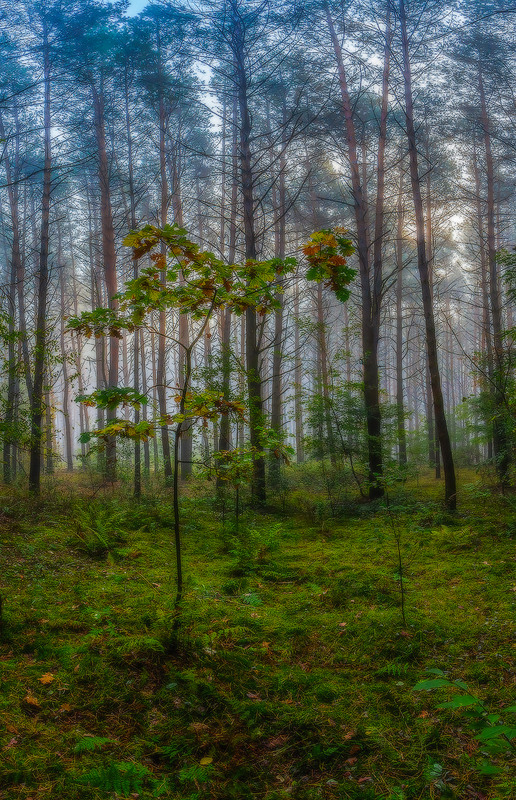 Фотографія Туман у ранковому лісі. Про дубок / Петро Гладкевич / photographers.ua