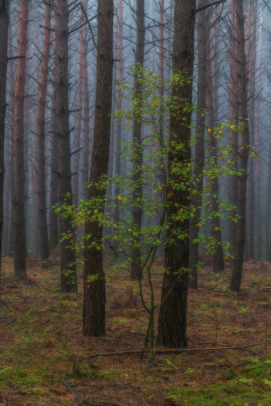 Фотографія Туман у ранковому лісі. Про деревце / Петро Гладкевич / photographers.ua