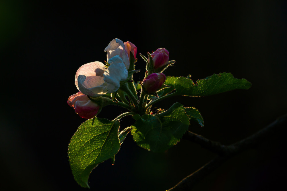 Фотографія Вечір яблуневого цвіту / Петро Гладкевич / photographers.ua