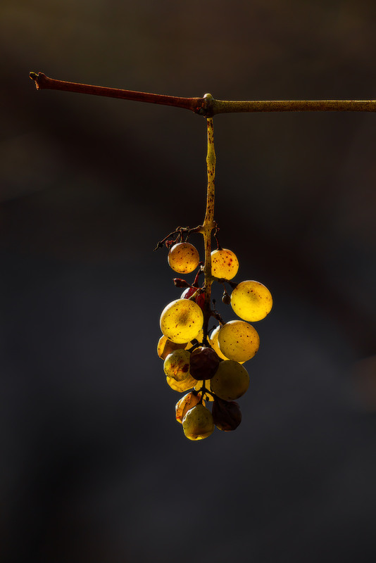 Фотографія Останній виноград / Петро Гладкевич / photographers.ua