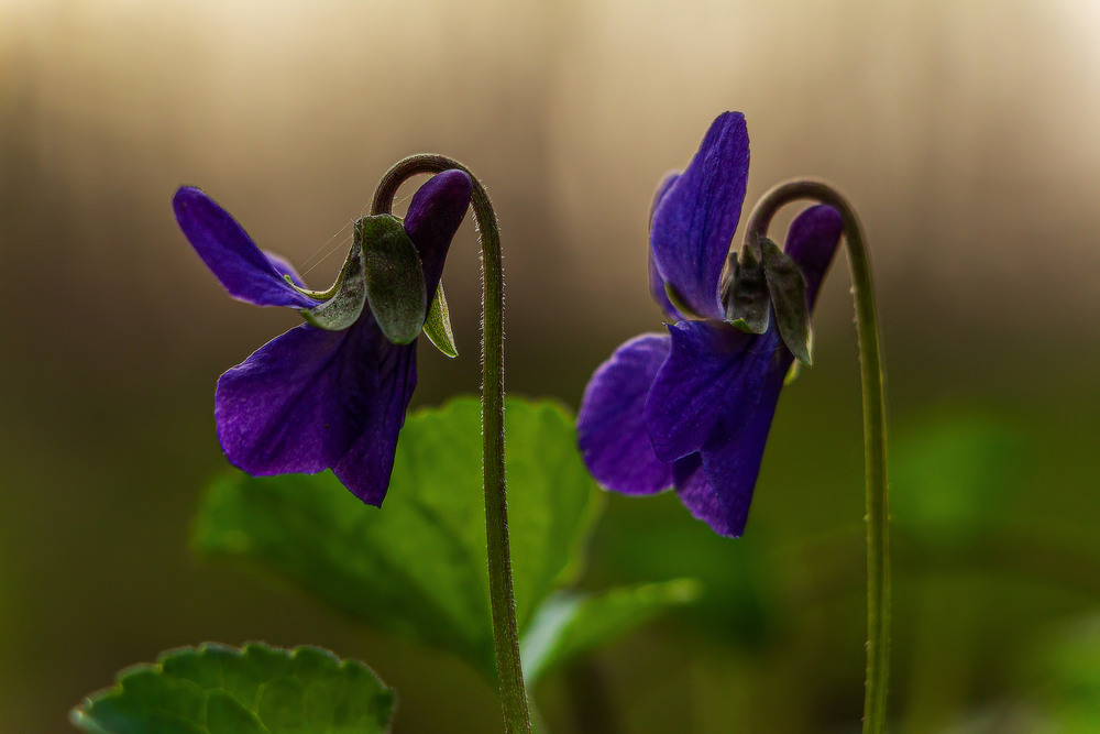 Фотографія ВЕЧІР ВЕСНЯНИХ КВІТІВ. Фіалки ч.2 / Петро Гладкевич / photographers.ua