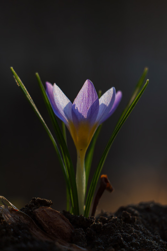 Фотографія ВЕЧІР ВЕСНЯНИХ КВІТІВ. Шафран / Петро Гладкевич / photographers.ua