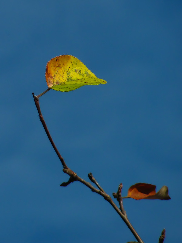 Фотографія Розмалювала осінь листочок / Петро Гладкевич / photographers.ua