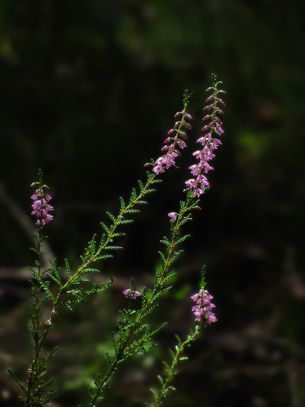 Фотографія Про що пліткує верес / Петро Гладкевич / photographers.ua