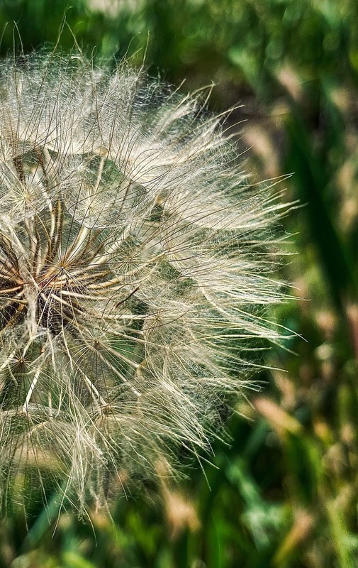 Фотографія Відчуй легкість / Anna Derevyanko / photographers.ua