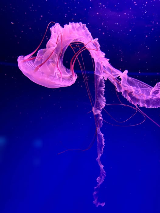 Фотографія Fantasy world / Anna Derevyanko / photographers.ua