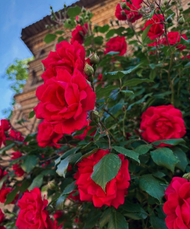 Фотографія Тендітність і краса / Anna Derevyanko / photographers.ua