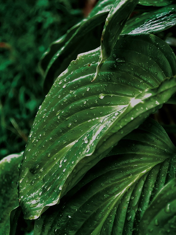 Фотографія Разное / Jade Moon / photographers.ua