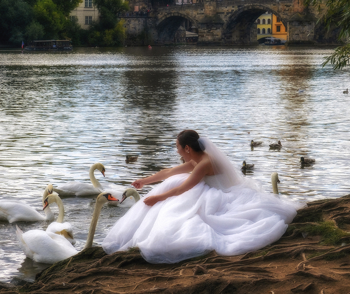 Фотографія Невеста и лебеди / Alex Altgauzen / photographers.ua