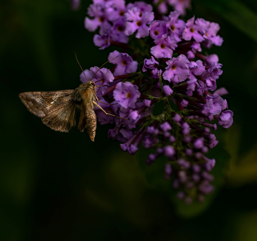 Фотографія Макро / Станислав / photographers.ua