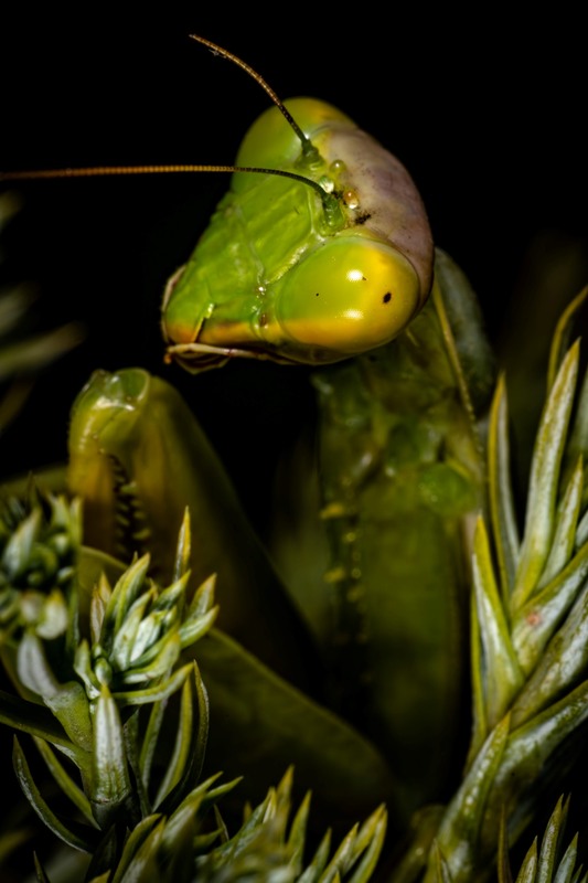 Фотографія Богомол / Станислав / photographers.ua