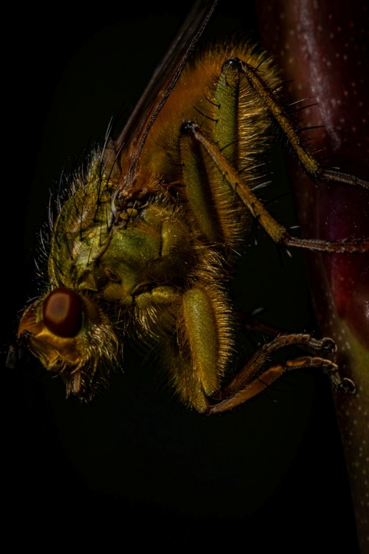 Фотографія Макро / Станислав / photographers.ua