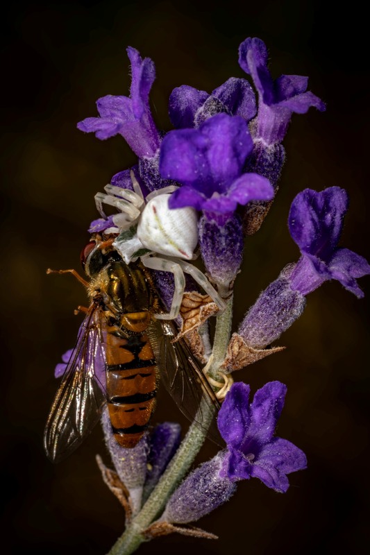 Фотографія Животные / Станислав / photographers.ua