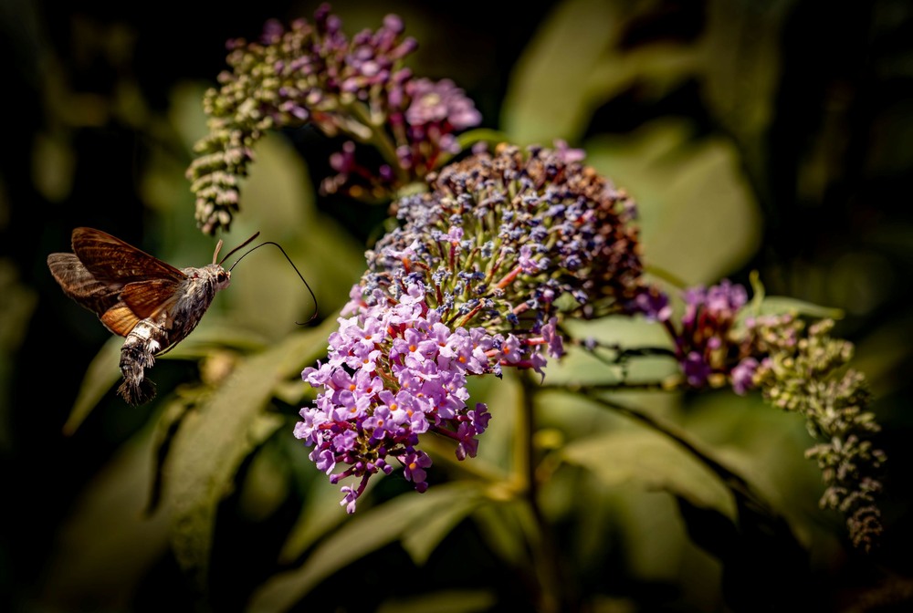 Фотографія Разное / Станислав / photographers.ua