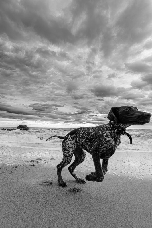 Фотографія Животные / Станислав / photographers.ua