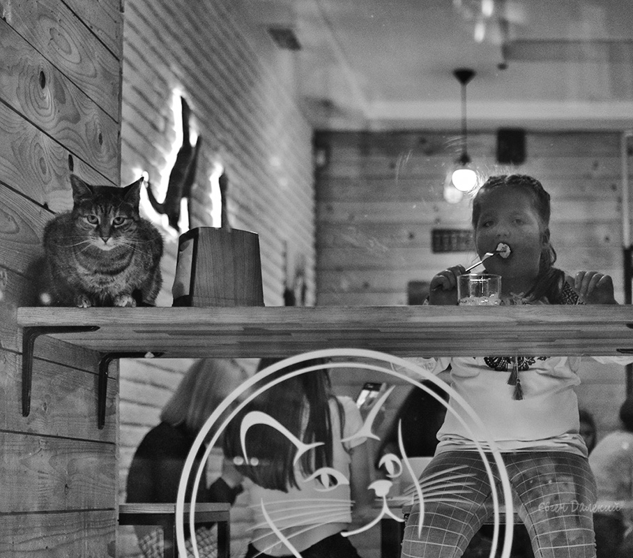 Фотографія Catcafe / Євген Далекий / photographers.ua