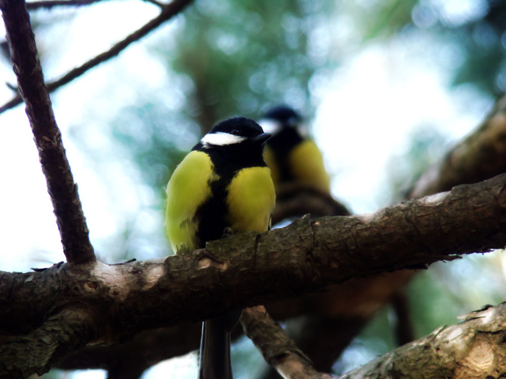 Фотографія Животные / dolphin / photographers.ua