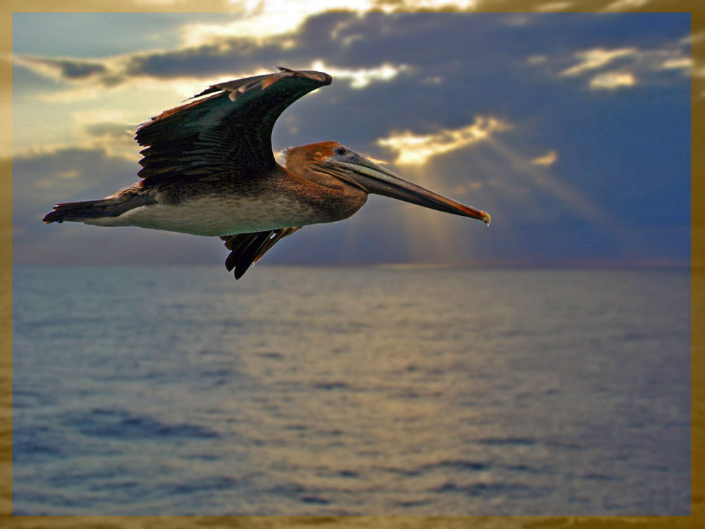 Фотографія *** / dolphin / photographers.ua