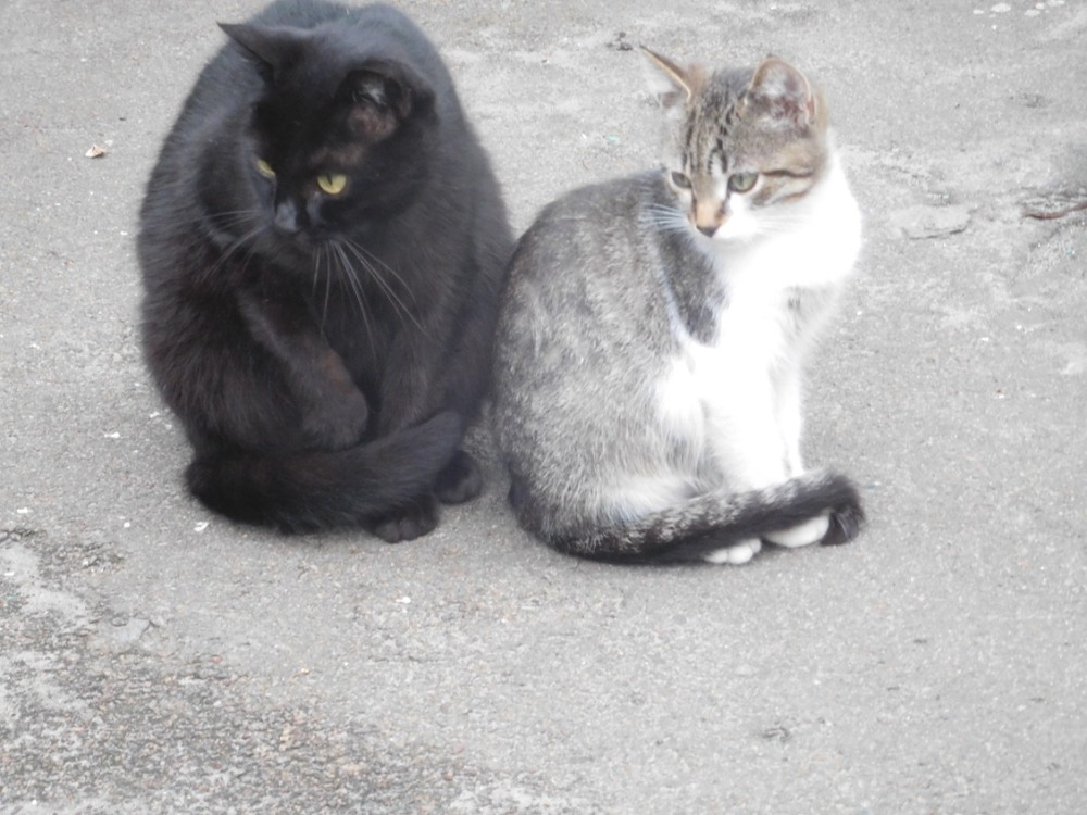 Фотографія Складна розмова5 / Микита Лис / photographers.ua