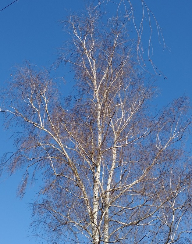 Фотографія За мить до весни / Микита Лис / photographers.ua