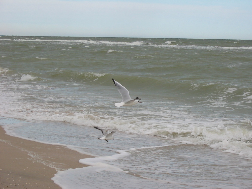 Фотографія Перед штормом / Микита Лис / photographers.ua