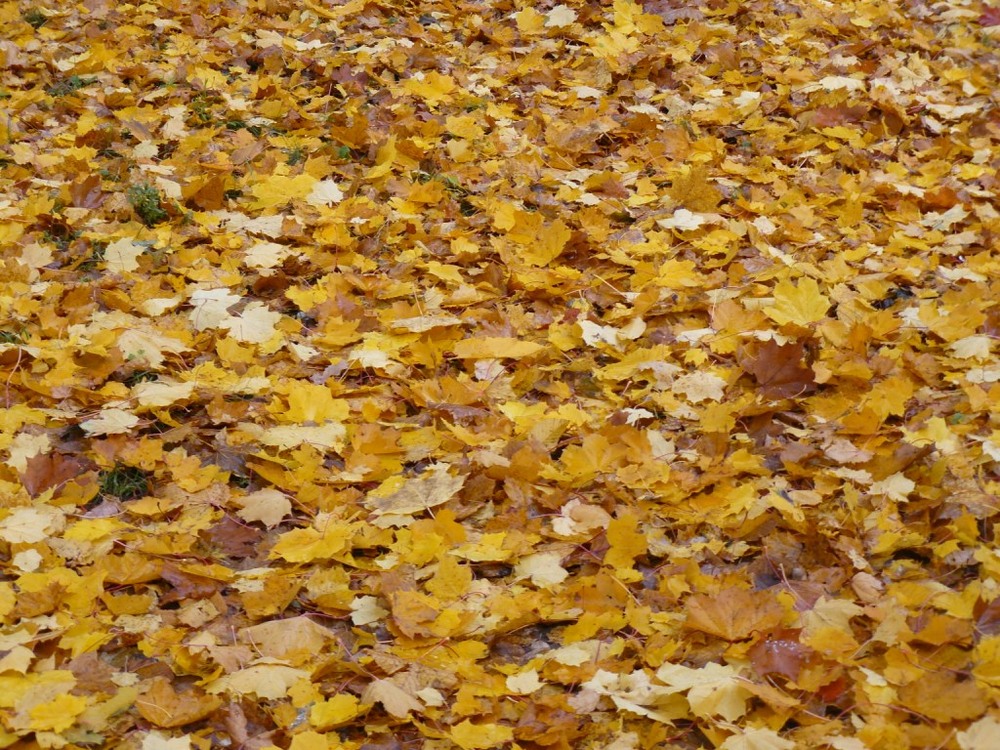 Фотографія Покрова.Не снігом,а листом.... / Микита Лис / photographers.ua