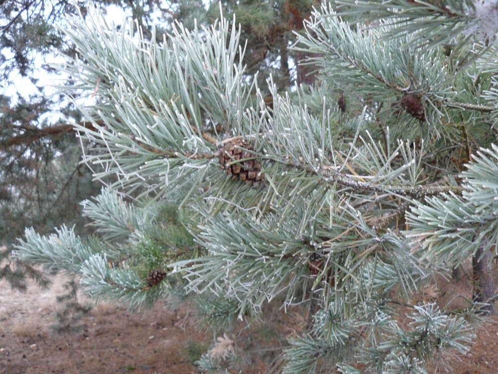 Фотографія Cивина / Микита Лис / photographers.ua