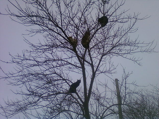 Фотографія Собачий день / Микита Лис / photographers.ua