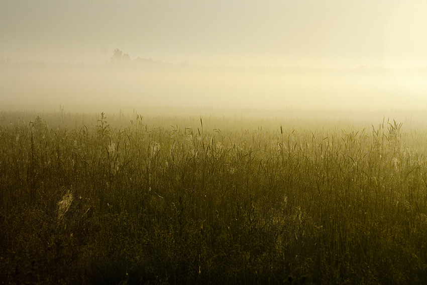 Фотографія Летний туман / Виталий Запека / photographers.ua