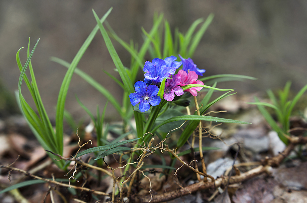 Фотографія Пробудження / Володимир Сорока / photographers.ua