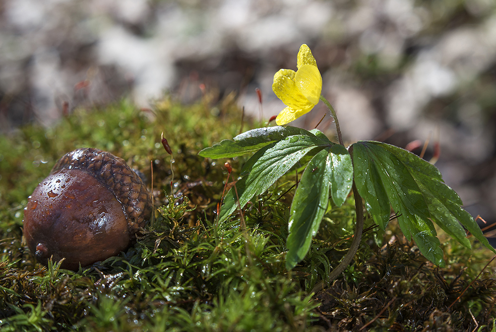 Фотографія Пробудження 2.0 / Володимир Сорока / photographers.ua