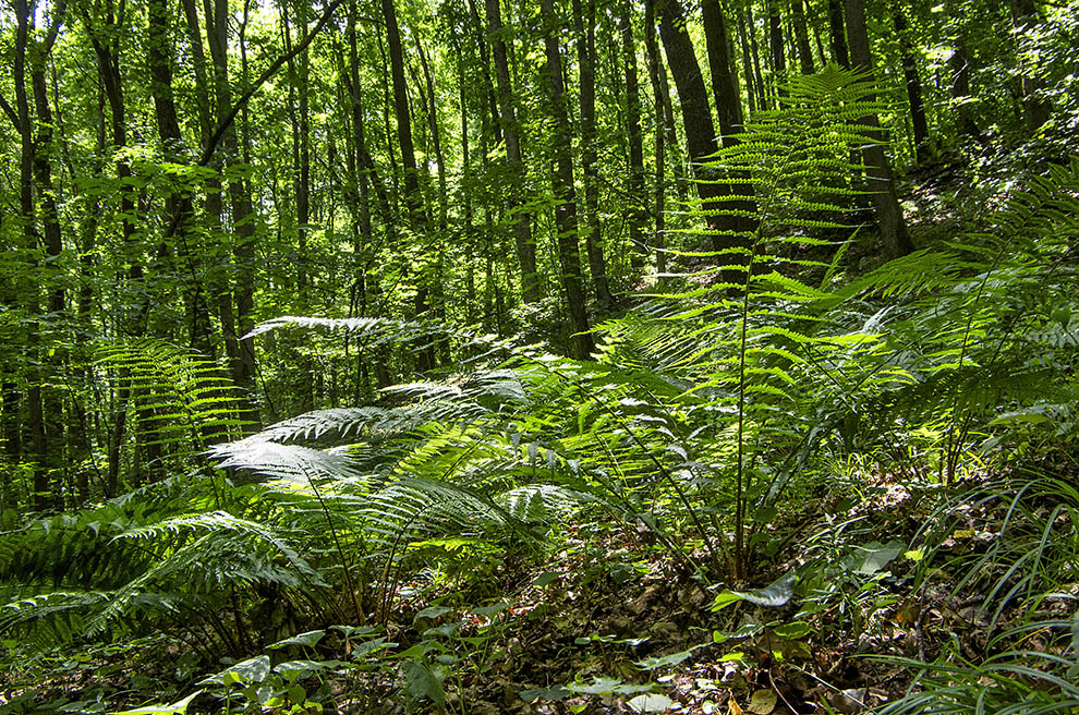 Фотографія У казковому лісі / Володимир Сорока / photographers.ua