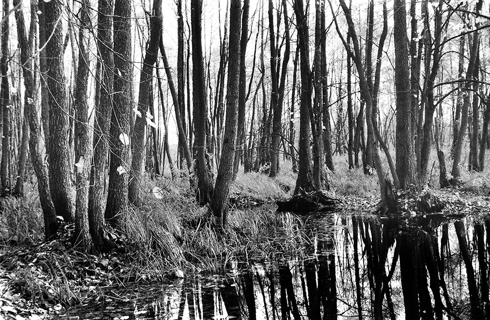 Фотографія Чорно-біла осінь... / Володимир Сорока / photographers.ua