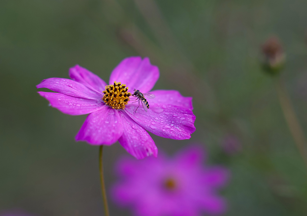 Фотографія Макро / Володимир Сорока / photographers.ua