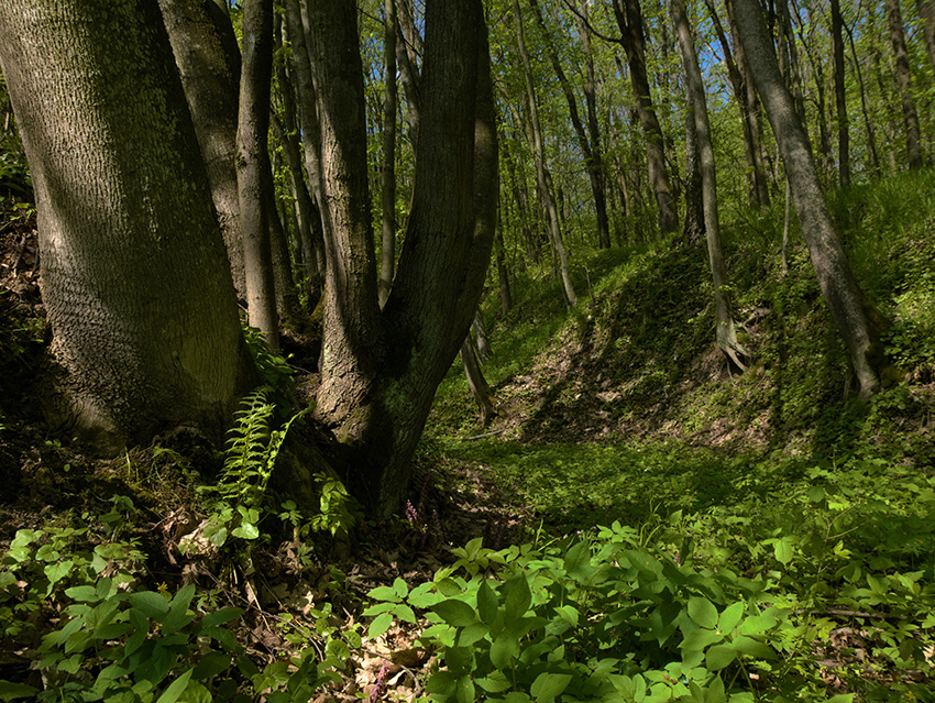 Фотографія Куточок весняного лісу... / Володимир Сорока / photographers.ua