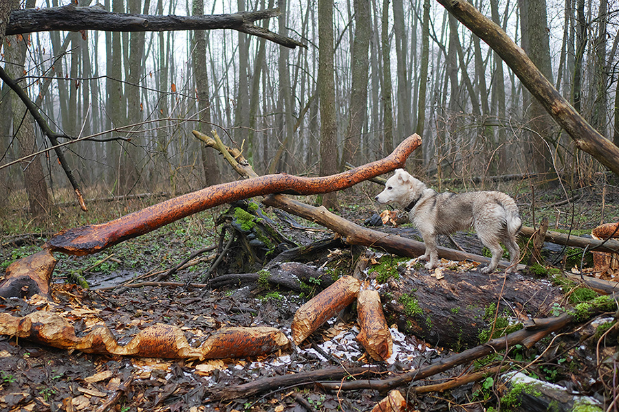 Фотографія Бобри-собаки... / Володимир Сорока / photographers.ua