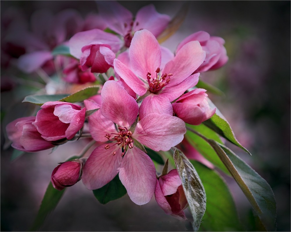 Фотографія Цвітіння дарує натхнення! / Олена Смерека / photographers.ua