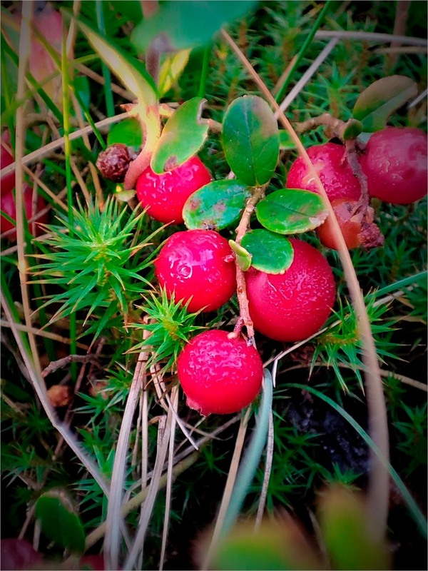 Фотографія Ой, у Драгобраті, смачні ягоди! / Олена Смерека / photographers.ua