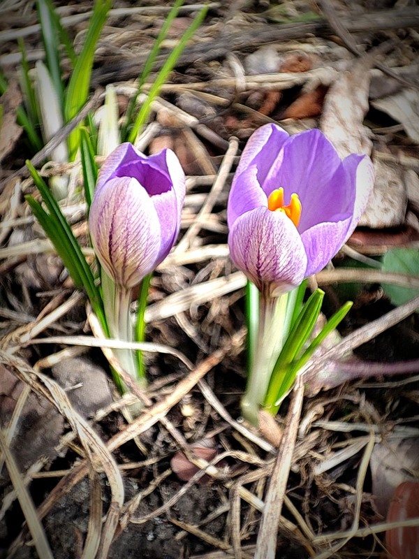 Фотографія Хай буде весна! / Олена Смерека / photographers.ua