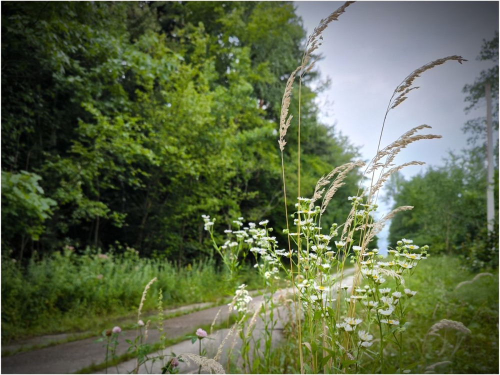 Фотографія Зцілення через паузу споглядання. / Олена Смерека / photographers.ua