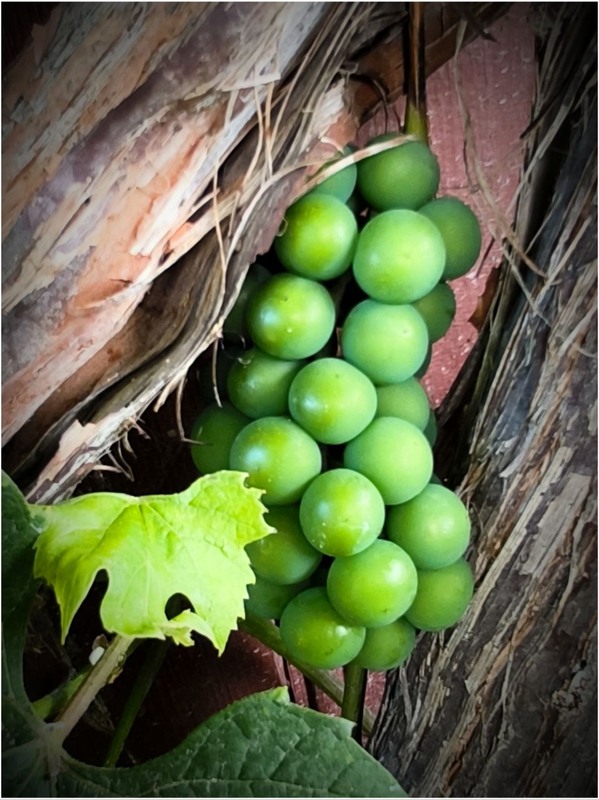 Фотографія Всесвіт є достаток. / Олена Смерека / photographers.ua